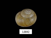 藏品(球蝸牛)的圖片